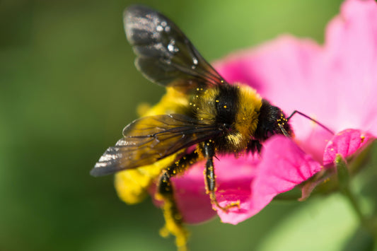 Bee ID - The Early Bumblebee