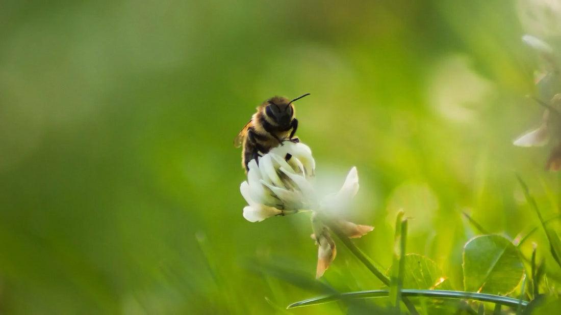How to Replace Your Bee Nesting Tubes in Your Bee Hotel