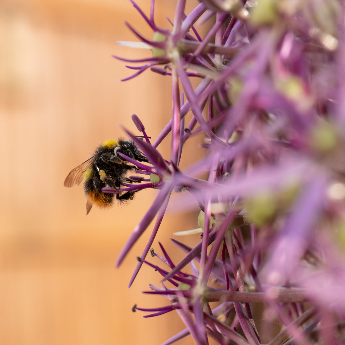"Stingfree" Summer Guide for Parents & Carers Beevive