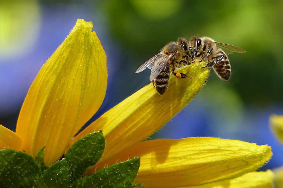 Are Bees Harmed by Pesticides?