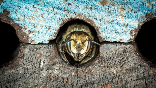 front view of a leaf cutter bee emerging from a circular wooden hole