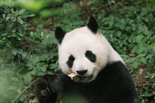 a panda bear eating a bamboo