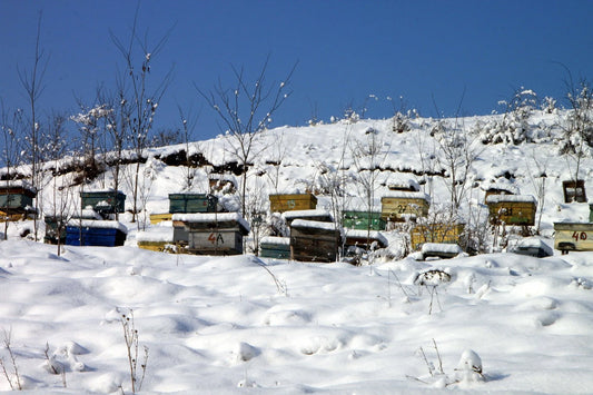 bee aviary showing many hives surrounded in deep snow