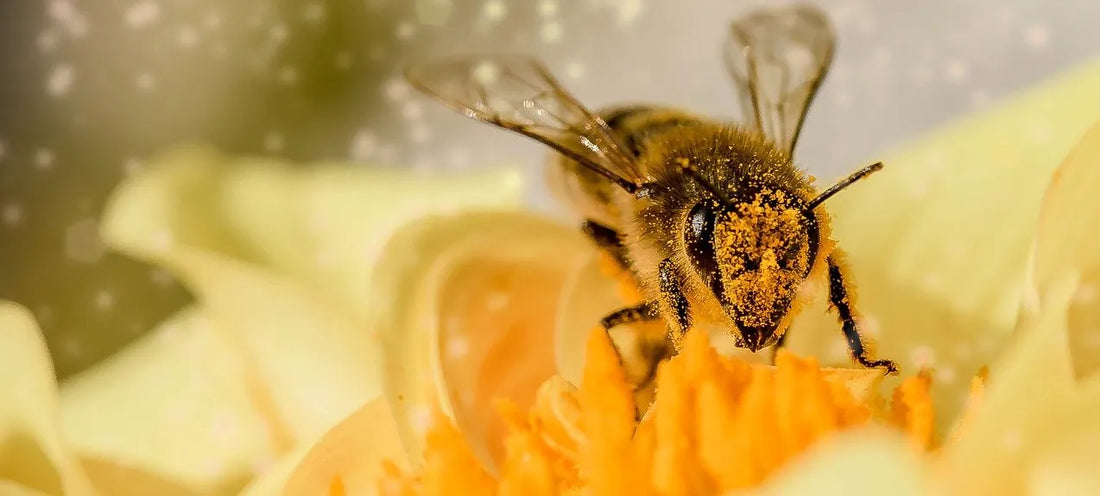 macro photo of bee covered in pollen walking across a flower
