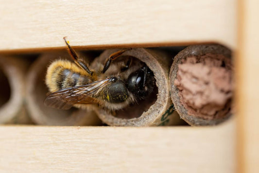 The Red Mason Bee species is known for being an important pollinator and plays a crucial role in maintaining ecosystems