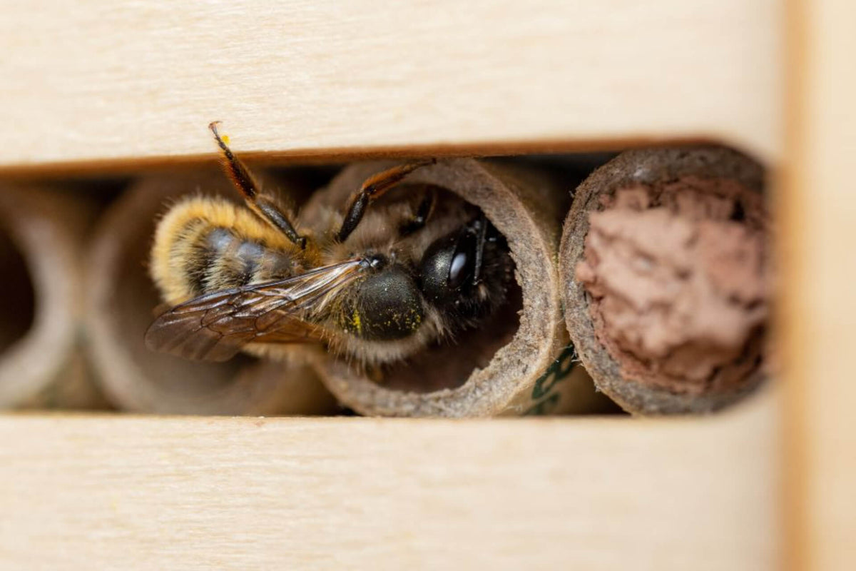 The Red Mason Bee – Beevive