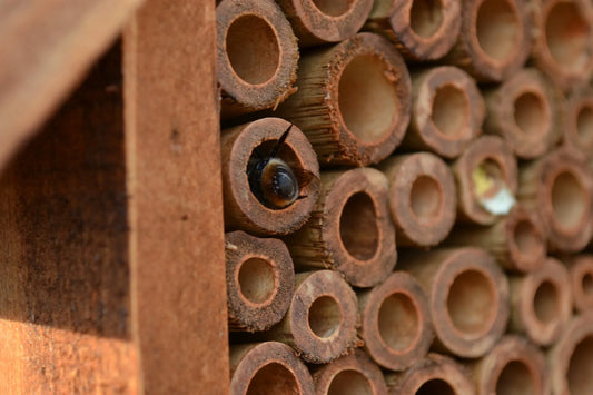 How to Install a Bee Hotel Properly