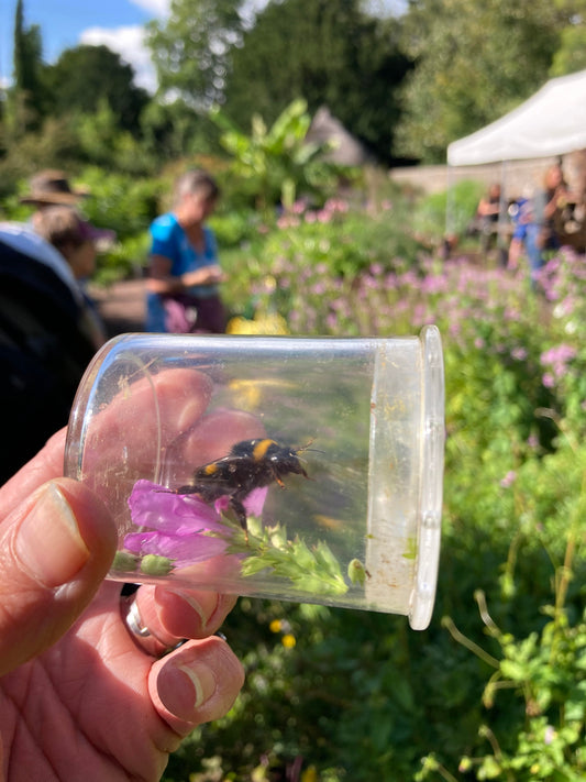Wild Bee Workshop at RHS Rosemoor with Jean Vernon