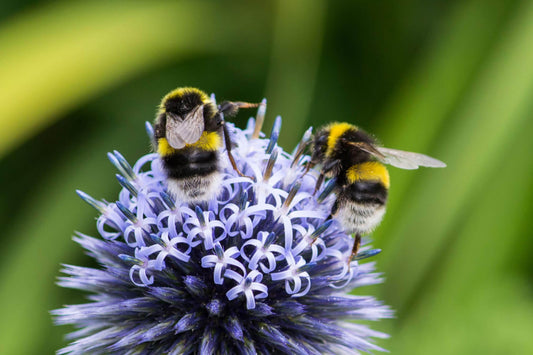 2 white-tailed bumblebees on a flower - favourite bees blog header image