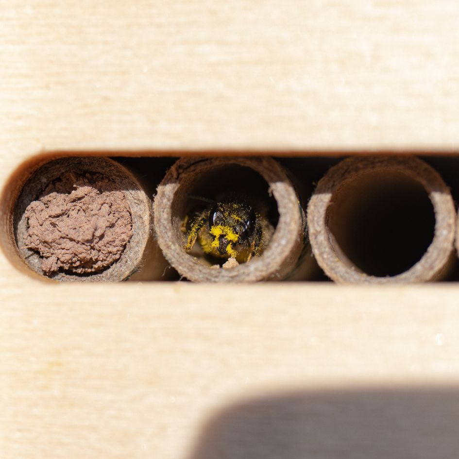 Bee Nesting Tubes for Solitary Bees (pack of 24)