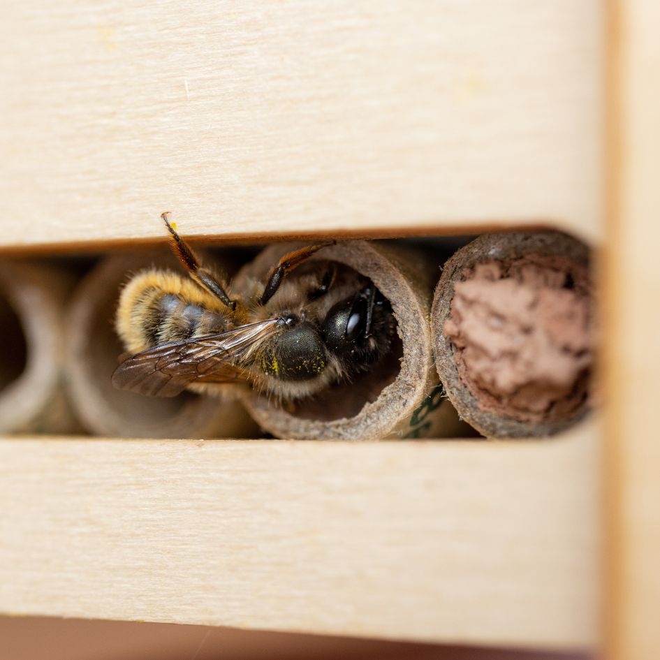 Bee Nesting Tubes for Solitary Bees (pack of 24)