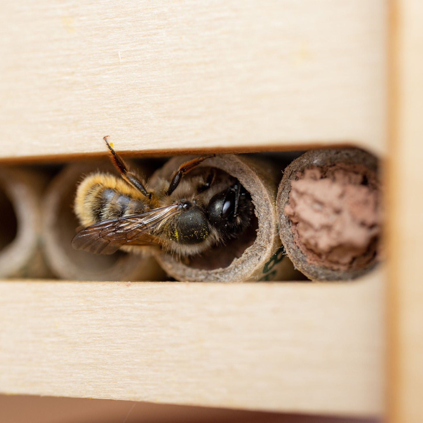 DIY Bee Hotel Kit | x 10 Units