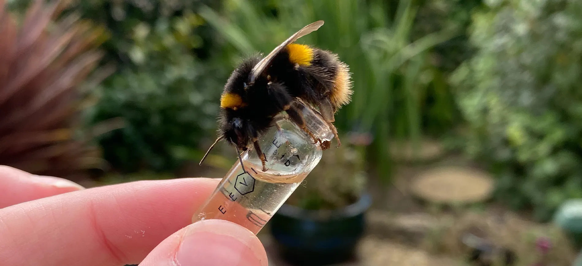 bee drinking ambrosia syrup from a bee revival kit