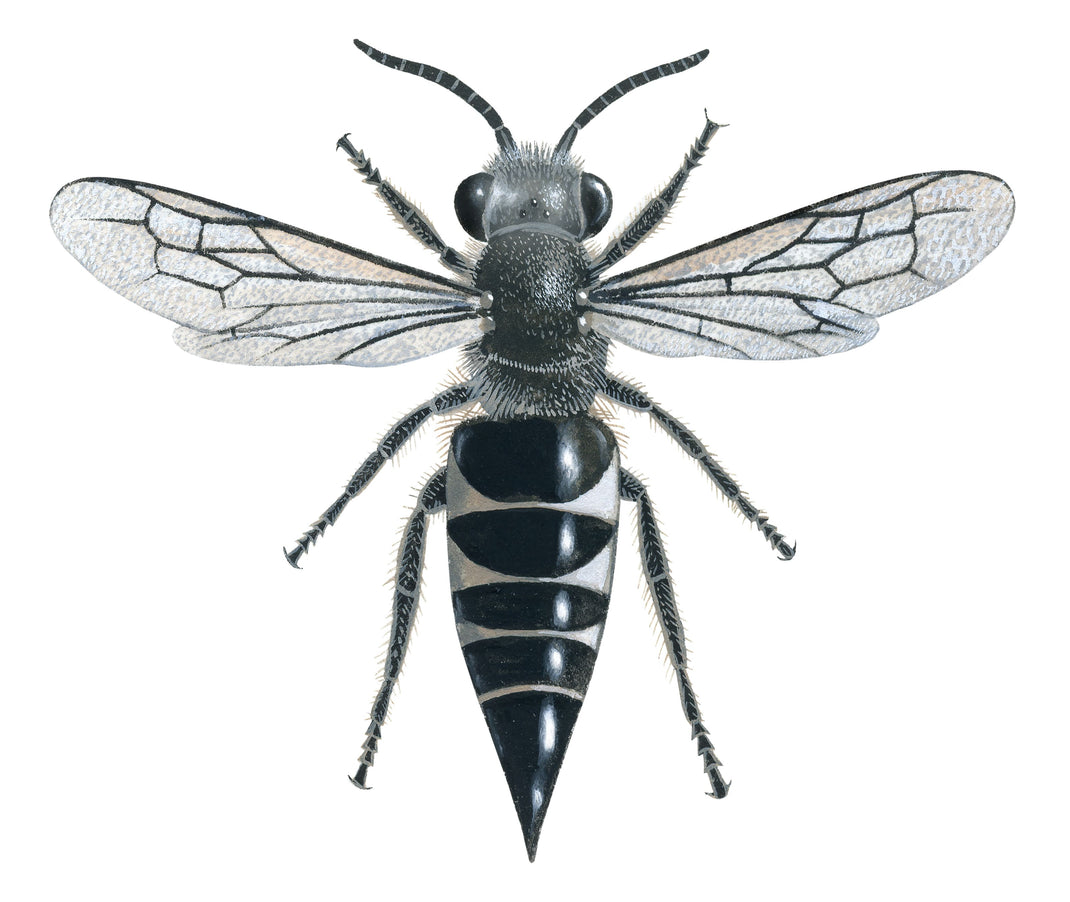 Types of Bees | Identify Common Bee Species in the UK, Europe & US ...