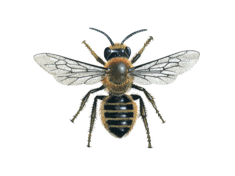 Illustration of female willoughby's leafcutter bee