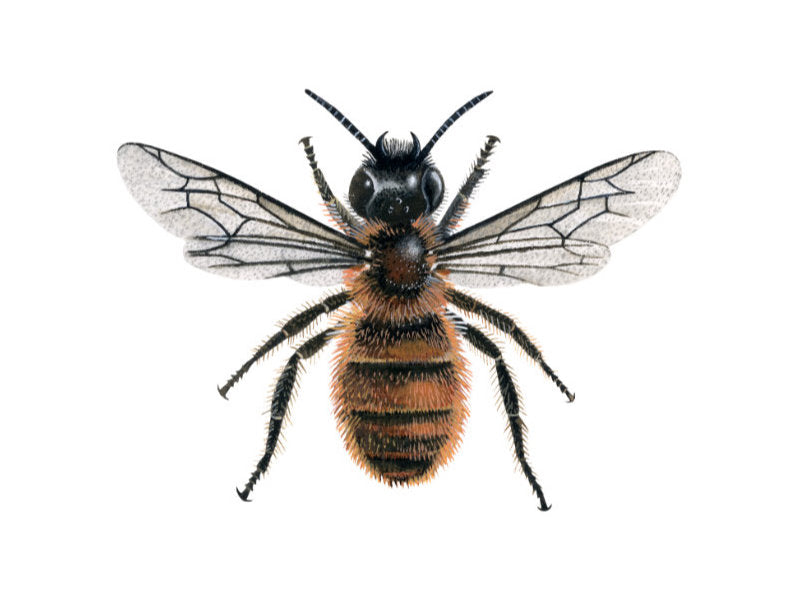 Illustration of female red mason bee