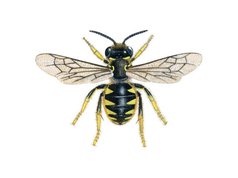 Illustration of female wool carder bee