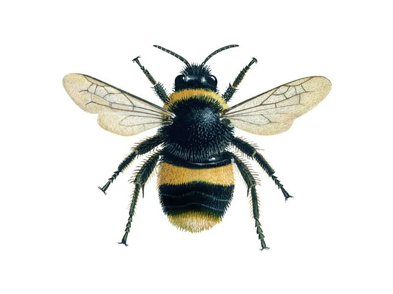 Illustration of female worker buff-tailed bumblebee