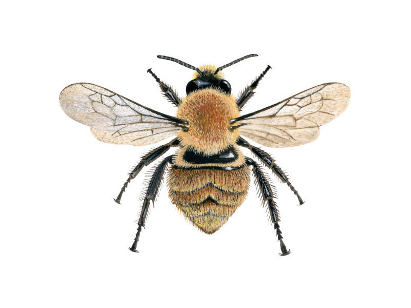 Illustration of female worker common carder bumblebee