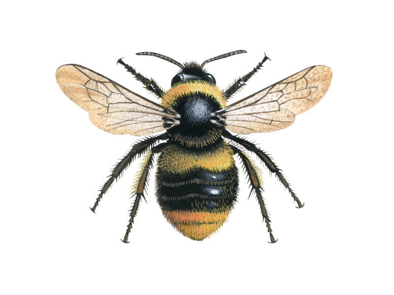 Illustration of queen early bumblebee