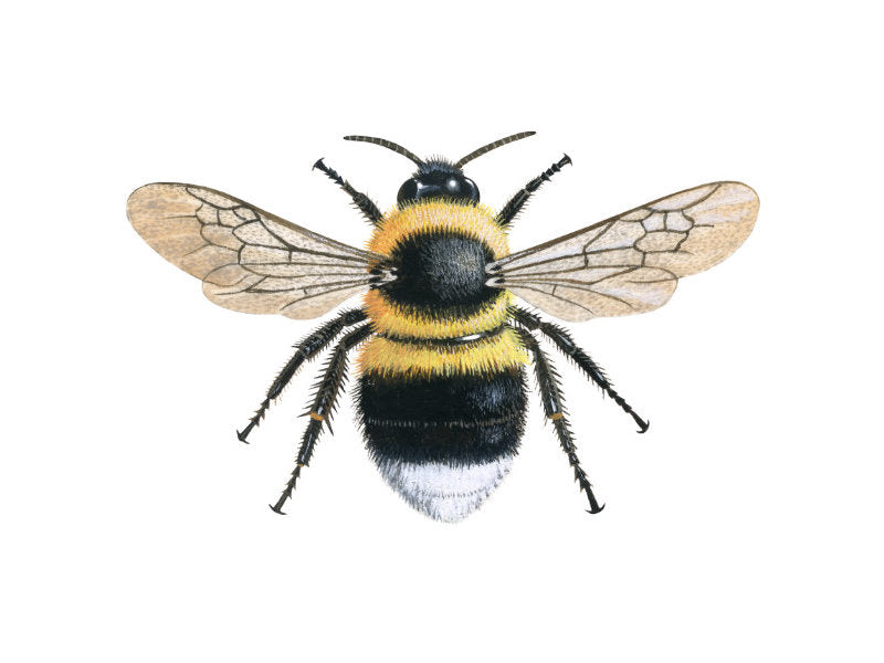 Illustration of female worker garden bumblebee