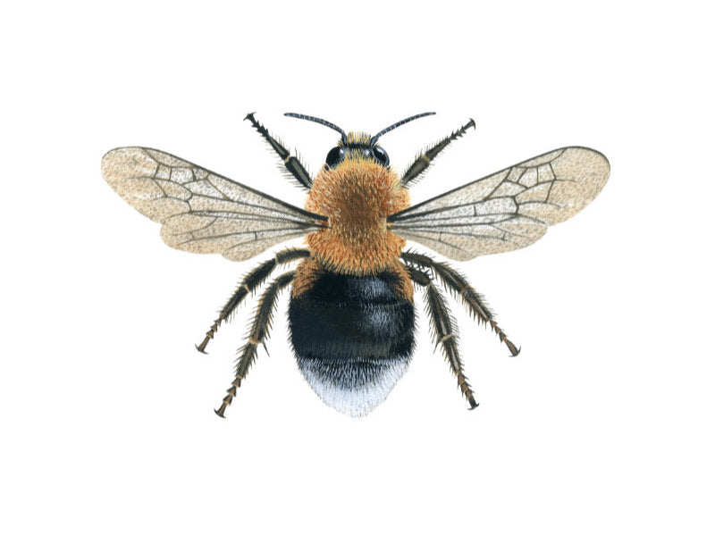 Illustration of female worker tree bumblebee