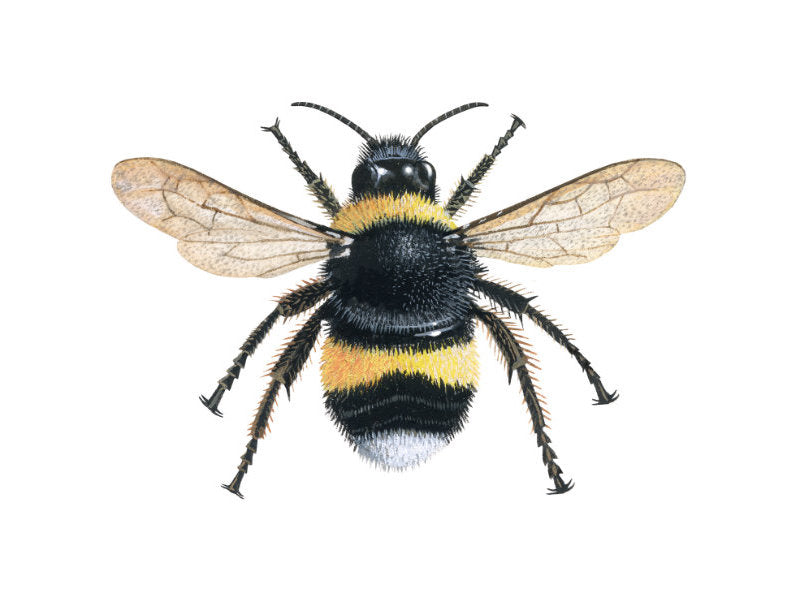 Illustration of queen white-tailed bumblebee
