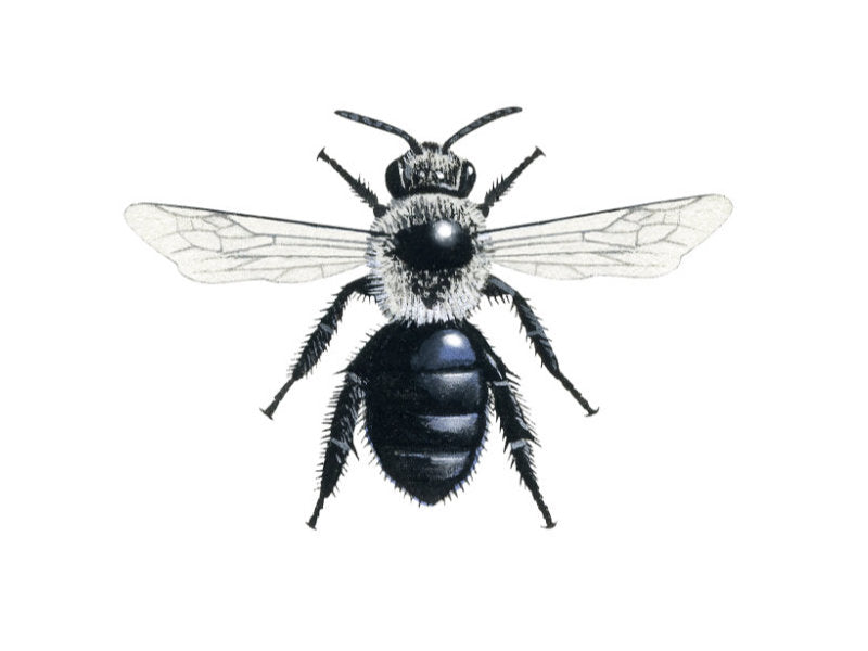 Illustration of female ashy mining bee