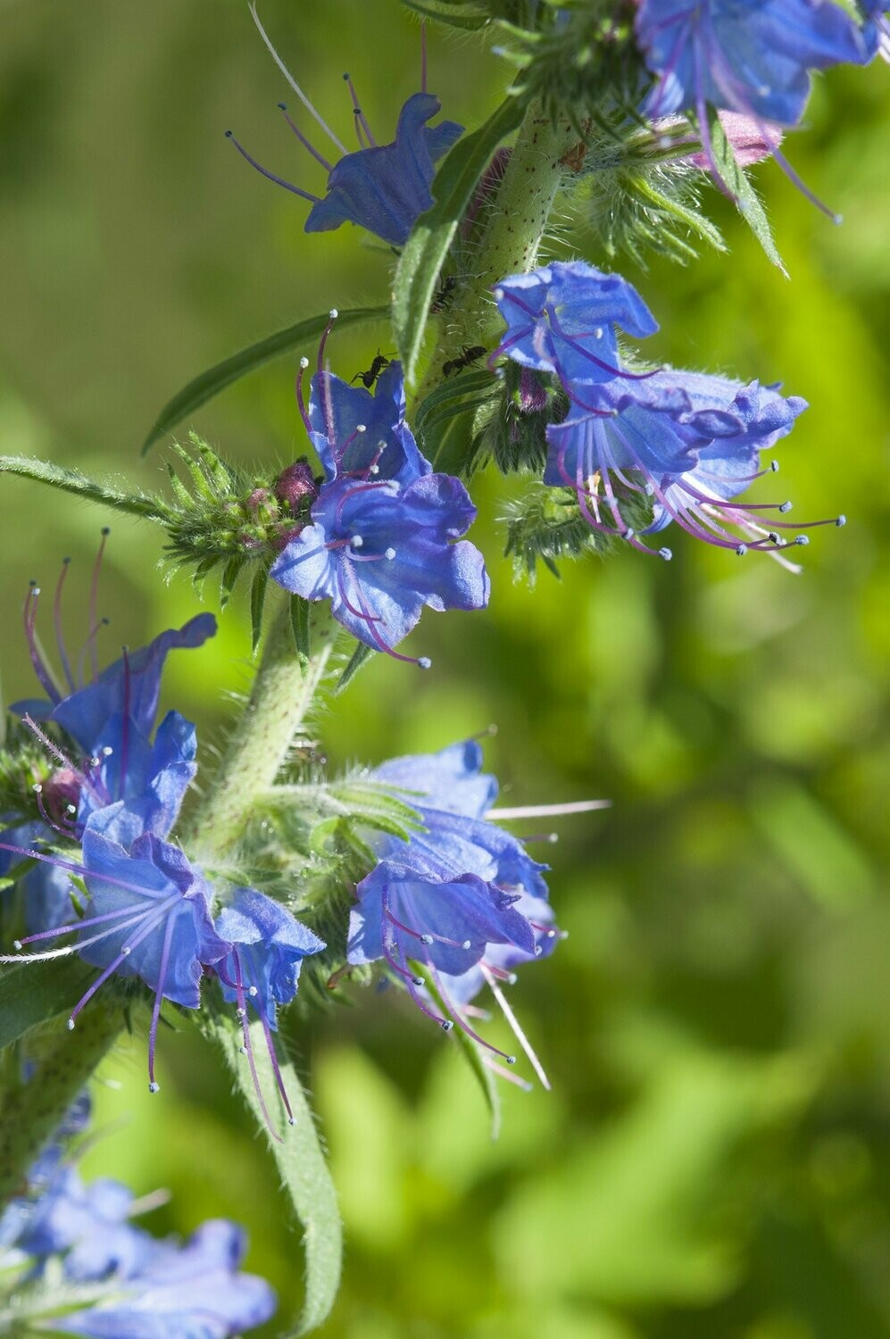 vipers bugloss