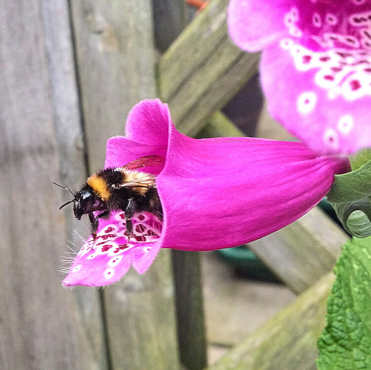 bee inside of a foxglove