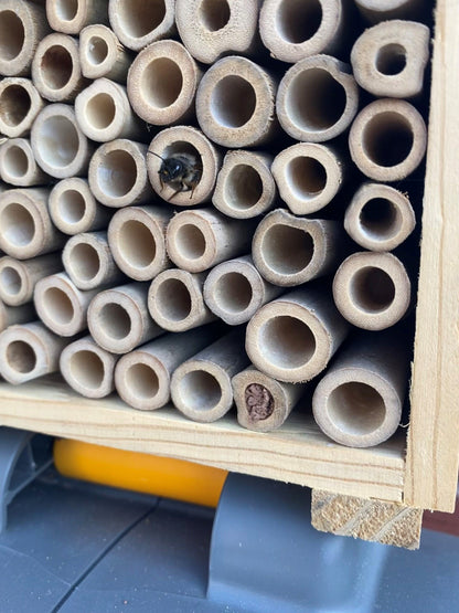 bee hotel 2.0 in situ bee emerging from one of the wooden tubes - available from beevive.com