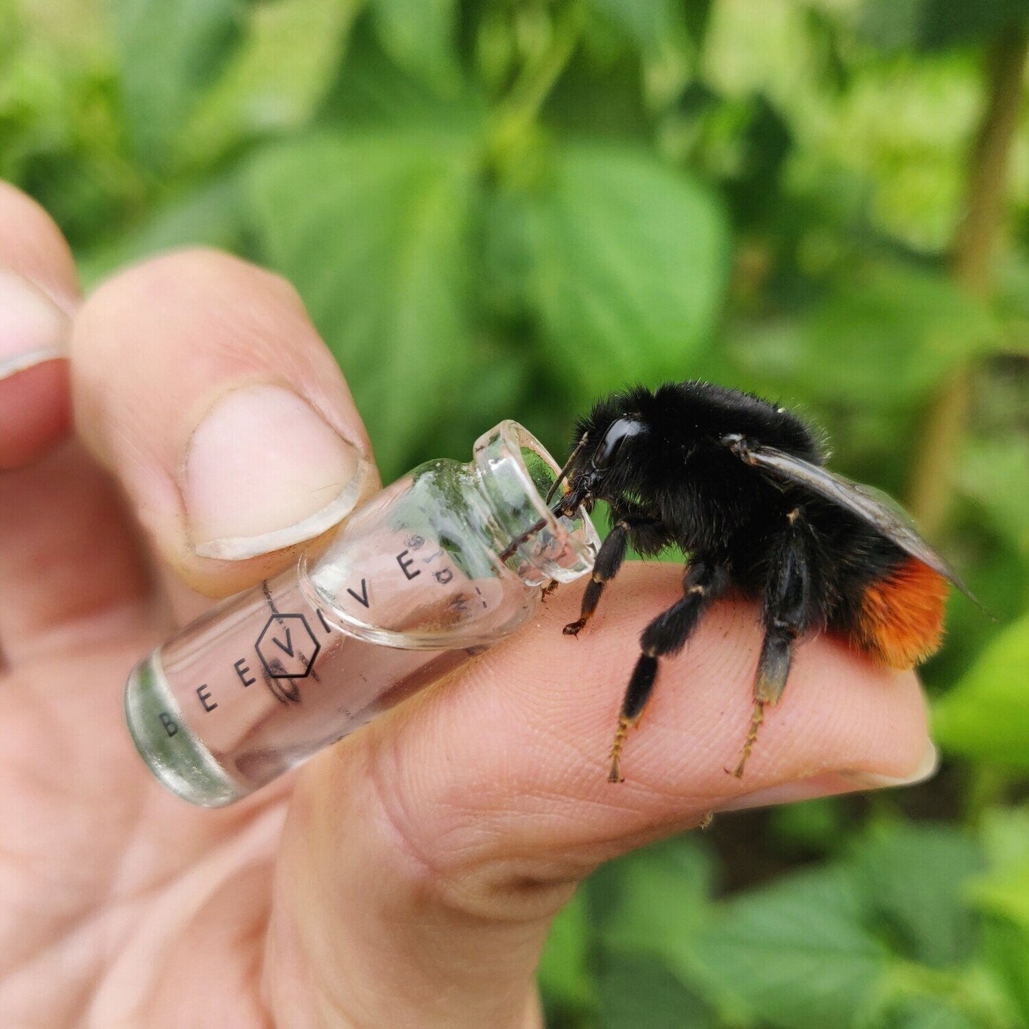 bumblebee taking a much needed drink of ambrosia from the beevive bee revival kit