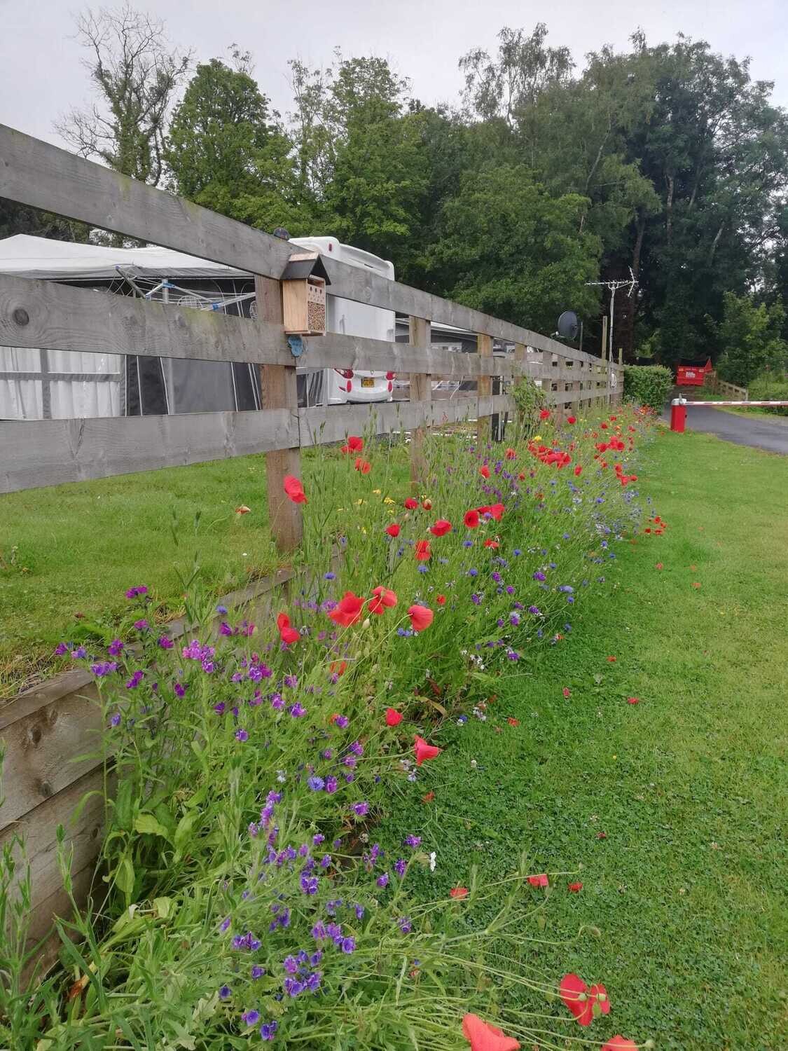 wild red poppy flowers in a long line alongside wooden fencing showing a bee hotel