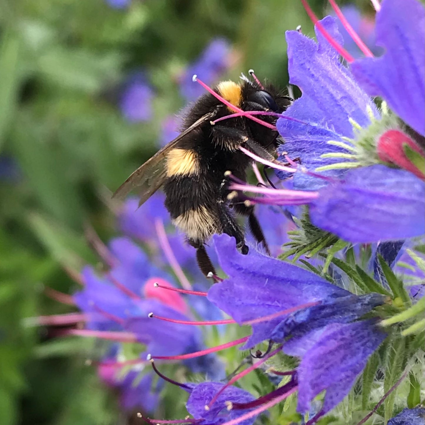 garden bee inside a flower