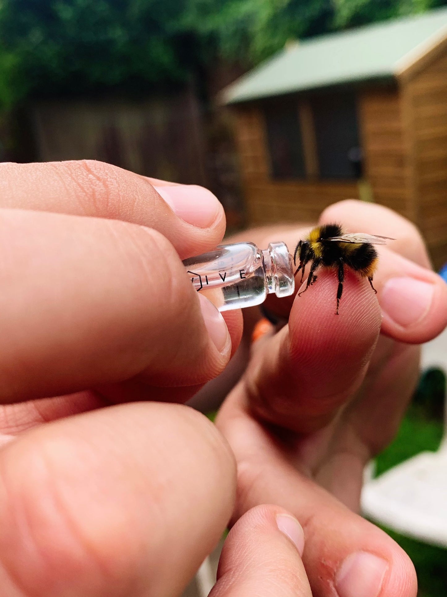 paul whitelaws image of him saving a bee using a bee revival kit