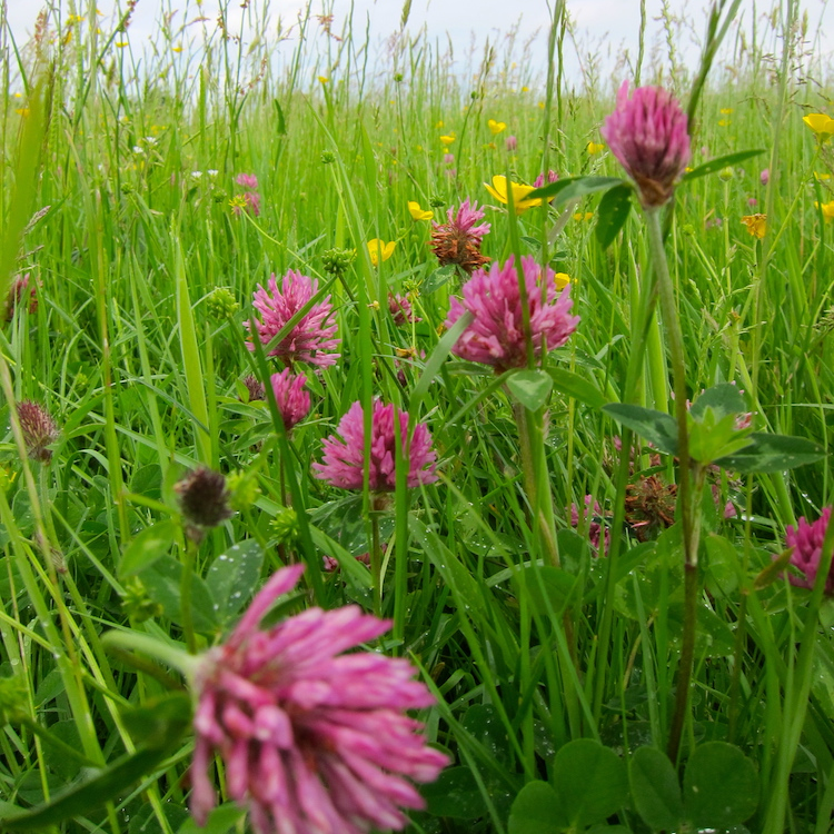 red clover growing in a meadow surrounded by green grass and buttercups