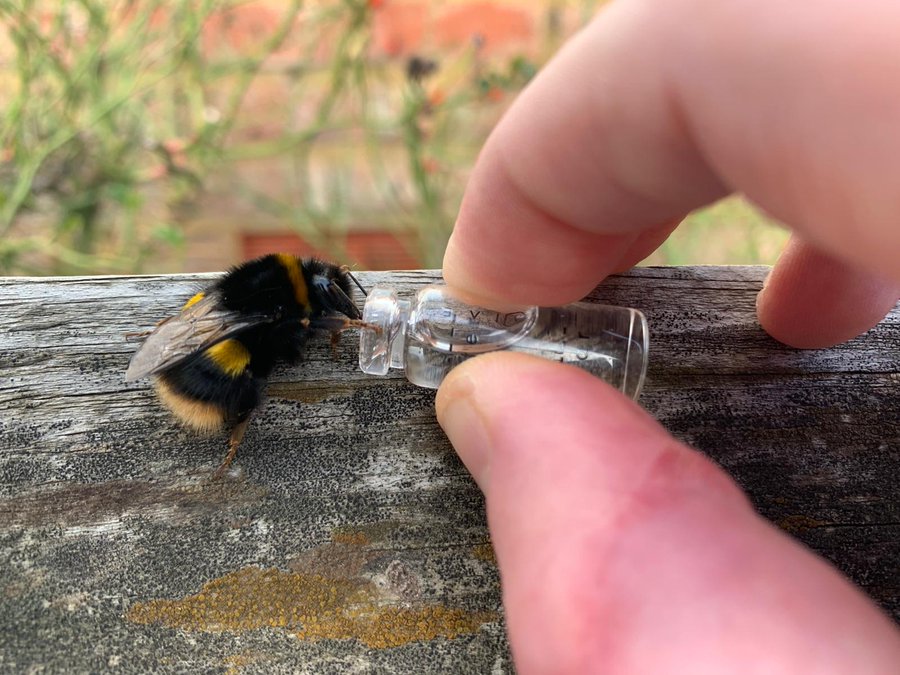 richard dowling saving a bit with a rose gold original bee revival kit