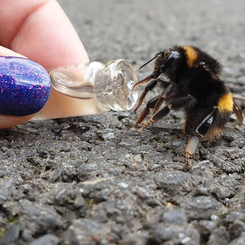 saving a bee at a bees eye view